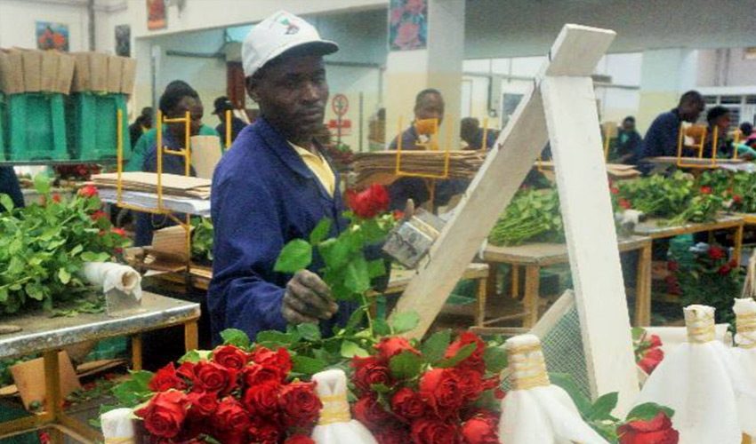 Rose Grow & Exporters