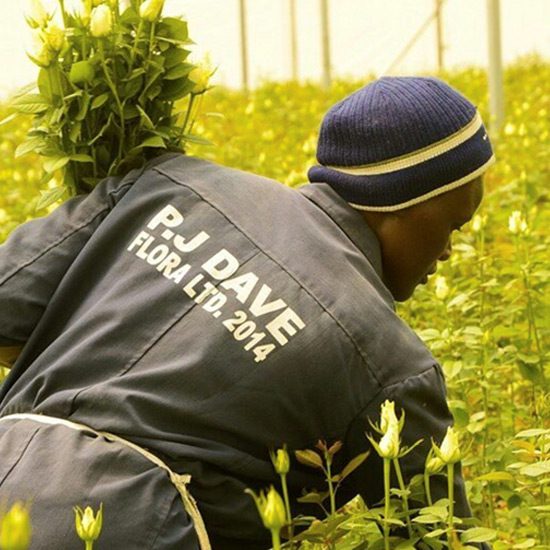 Rose Grow & Exporters